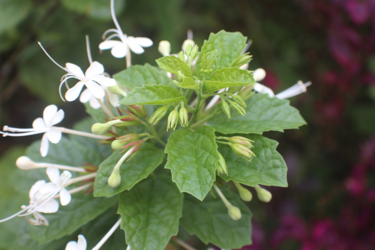 Clerodendrum calamitosum L.